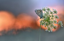 Polyommatus coridon