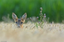 Die Augen