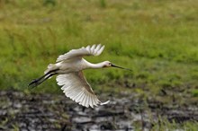 Löffler (Platalea leucorodia)