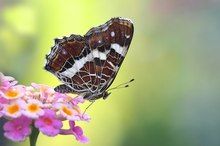 Landkärtchen (Araschnia levana)