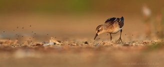 Ein spätes Foto - hier ein diesjähriger Zwergstrandläufer