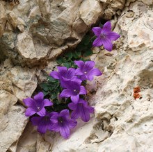 Dolomitenglockenblume