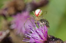 Rote Kugelspinne