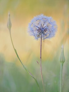 ein Wiesenbocksbart