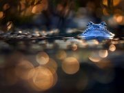 Blue man partylights