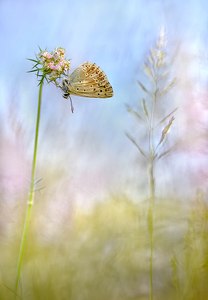 Auf der Sommerwiese ...,