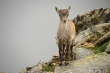 juveniler Alpensteinbock