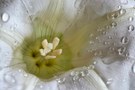 Schmuddelwetter Foto – Calystegia sepium