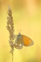 Rotbraunes Wiesenvögelchen im Abendlicht