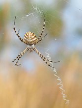 Wespenspinne (Argiope lobata)