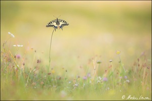 Auf der wilden Sommerwiese sitzt er da