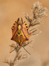 Carpocoris mediterraneus