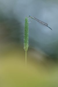 Eine Federlibelle