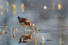 Waldwasserläufer