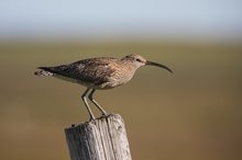 Grosser Brachvogel