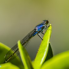 Große Pechlibelle (Ischnura elegans)