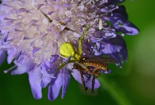 Krabbenspinne mit Beute