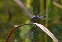 Anflug auf die Schilfbrücke