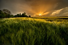 Sonnenuntergang im Weizenfeld