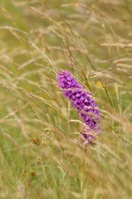 Gefleckte Knabenkraut (Dactylorhiza maculata)