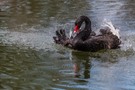 Trauerschwan (Cygnus atratus)