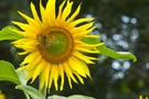 Sonnenblume mit Kaisermantel
