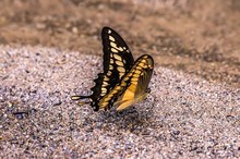 Papilio thoas