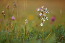 Auf der Orchideenwiese