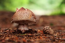 Amanita rubescens