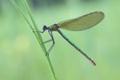 Calopteryx splendens