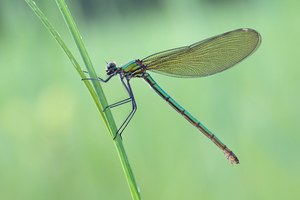 Calopteryx splendens
