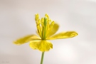 Schöllkraut, eine unauffällige Blume ganz in groß.