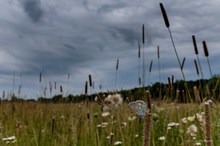 Die nächsten Regenschauer …