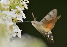 Taubenschwänzchen