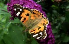 Distelfalter (vanessa cardui L.)