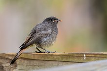 junger Gartenrotschwanz,