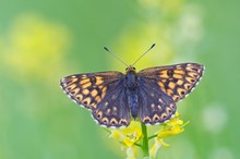 der seltene Schlüsselblumen Würfelfalter