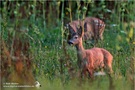 Rehkitz (Capreolus capreolus)