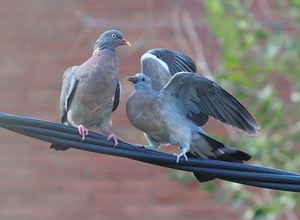 Ringeltaube mit Jungvogel