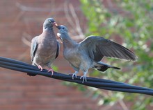 Ringeltaube mit Jungvogel (2)