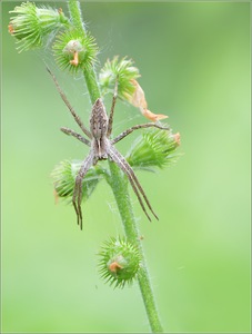 *Listspinne*