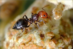 Ameise und Blattläuse II