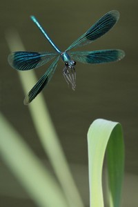 Gebänderte Prachtlibelle kurz vor der Landung