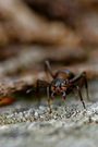 Rote Waldameise (Formica rufa)