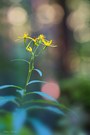 Fuchskreuzkraut – Giftig