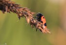 Zweipunktiger Fallkäfer (Cryptocephalus bipunctatus)