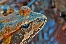 Im Auge vom Grasfrosch