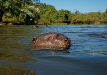 Riesenotter