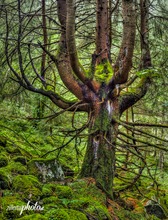 Im Urwald im Zillertal