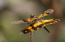 Auf Sri Lanka